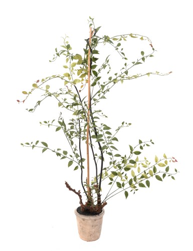 LONICERA 100 (madreselva)