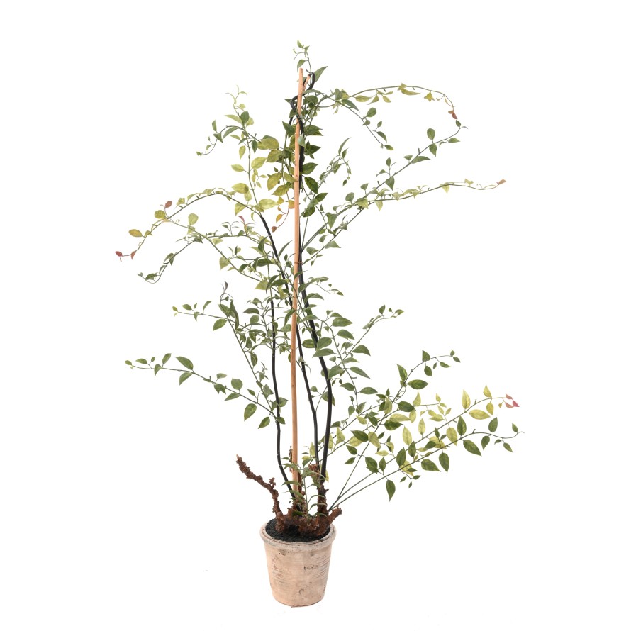 LONICERA 100 (madreselva)