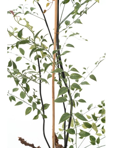 LONICERA 100 (madreselva)