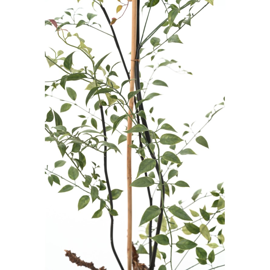 LONICERA 100 (madreselva)