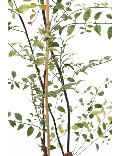 LONICERA 100 (madreselva)