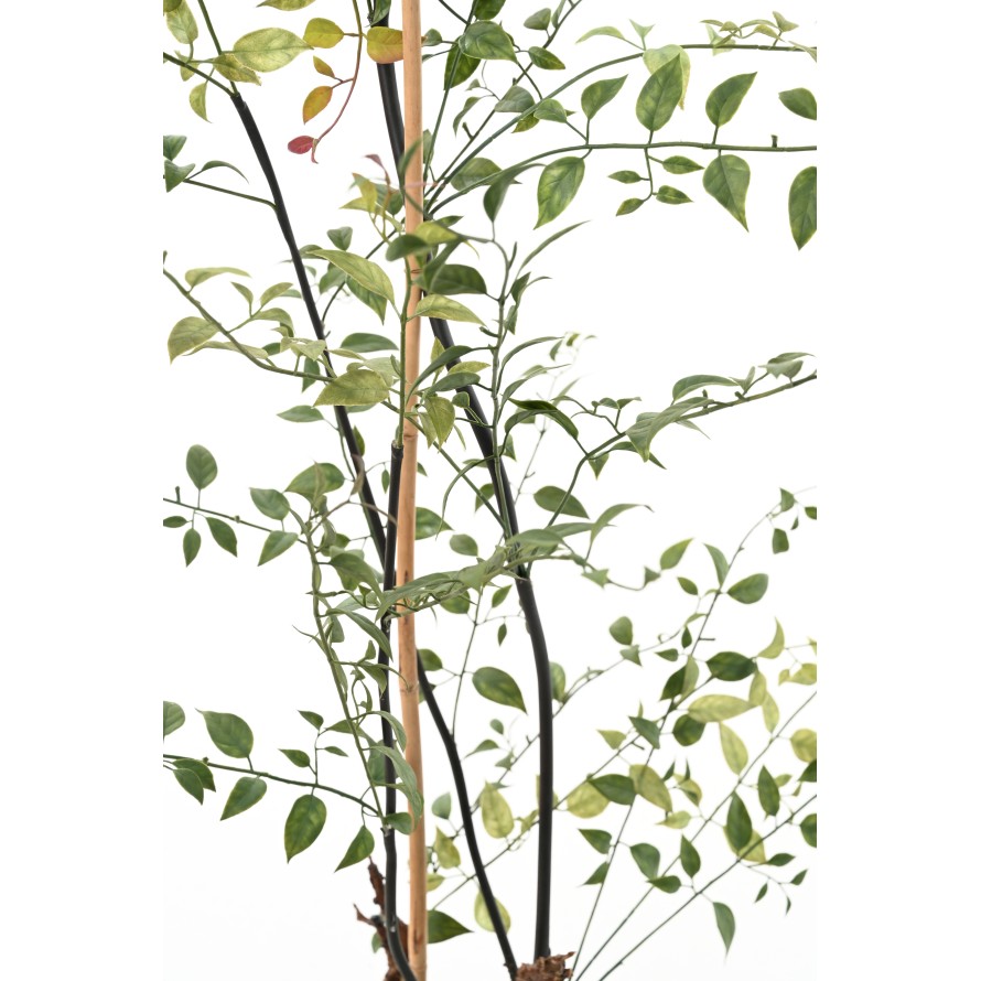 LONICERA 100 (madreselva)