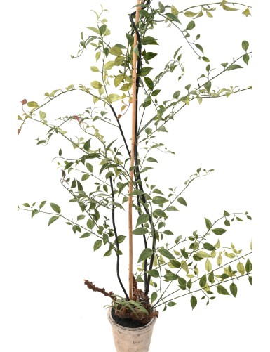 LONICERA 100 (madreselva)