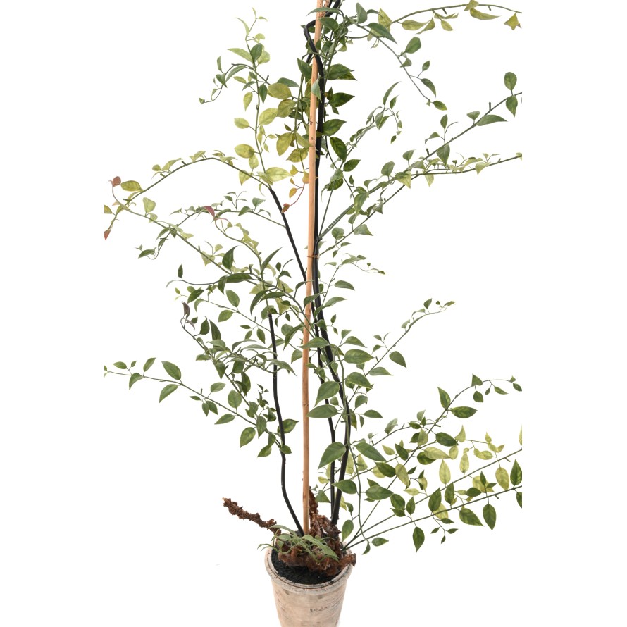 LONICERA 100 (madreselva)