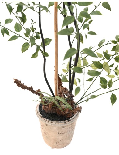 LONICERA 100 (madreselva)