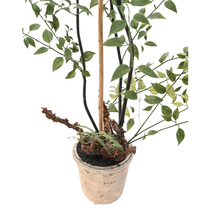 LONICERA 100 (madreselva)