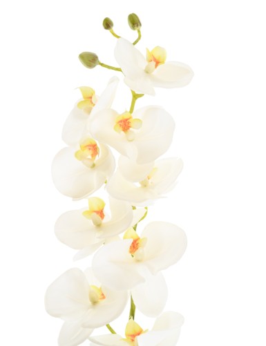 PHALAENOPSIS ORQUÍDEA 77