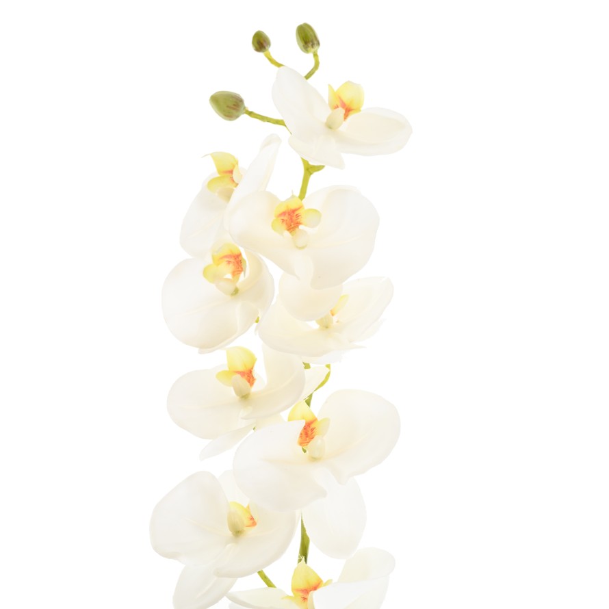 PHALAENOPSIS ORQUÍDEA 77