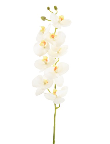 PHALAENOPSIS ORQUÍDEA 77