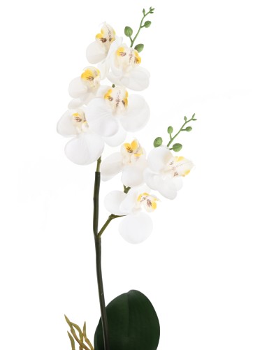 PHALAENOPSIS DOPPELT