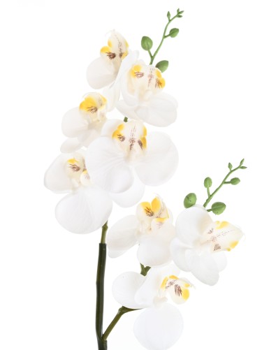 PHALAENOPSIS DOPPELT