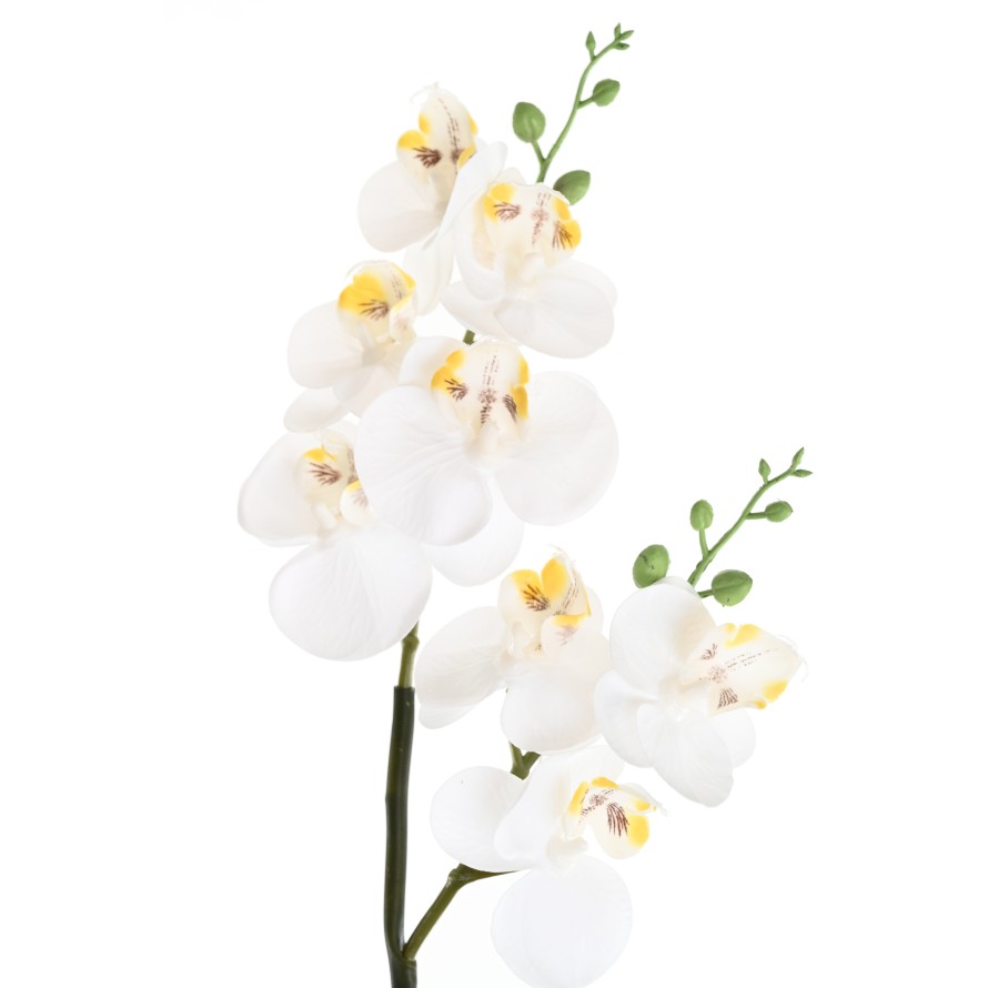 PHALAENOPSIS ORQUÍDEA DOBLE