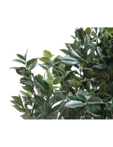 ÁRBOL FRUTAL PLETINA (árbol camelia japonica)