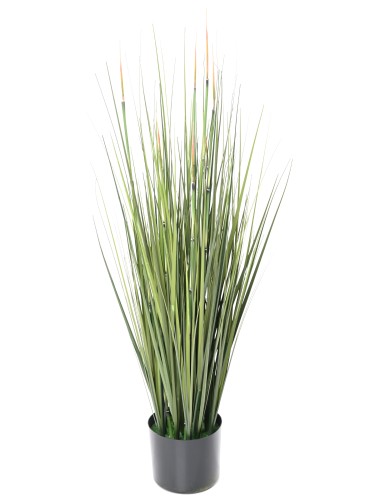 HIERBA DE CEBOLLA PRESLE (Cola de caballo)