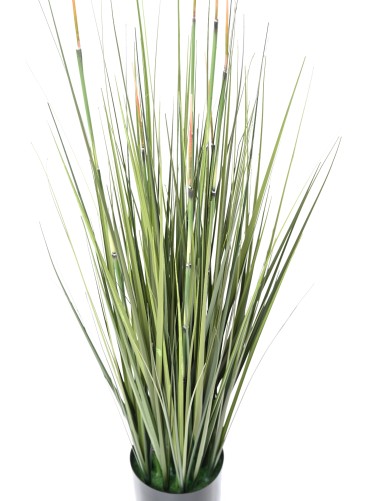 HIERBA DE CEBOLLA PRESLE (Cola de caballo)