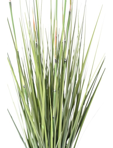 HIERBA DE CEBOLLA PRESLE (Cola de caballo)