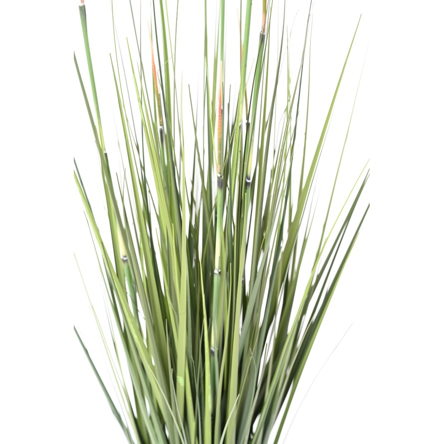 HIERBA DE CEBOLLA PRESLE (Cola de caballo)