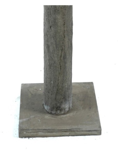 ÁRBOL FRUTAL PLETINA (árbol camelia japonica)