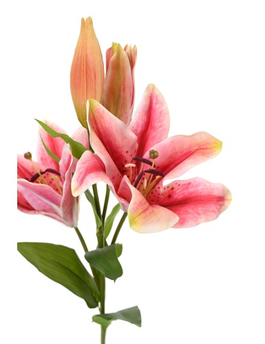 LIRIO CASABLANCA 2fl