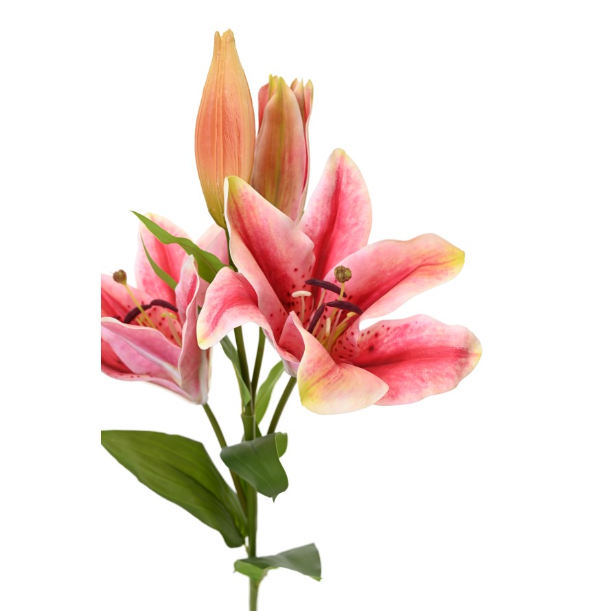 LILIE CASABLANCA 2fl