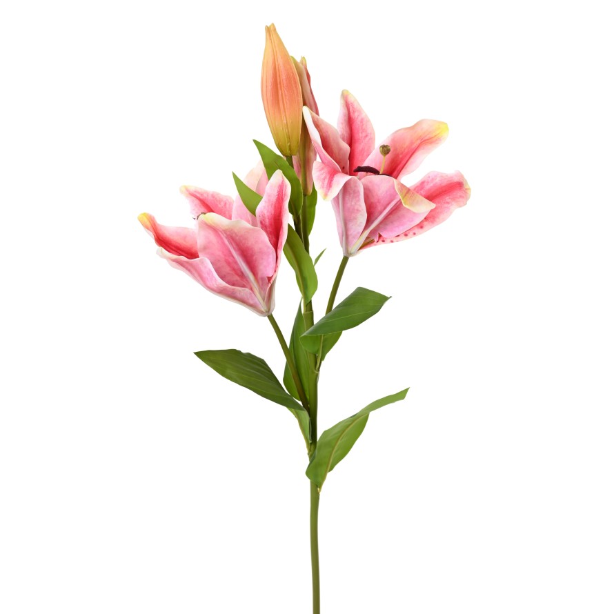 LILIE CASABLANCA 2fl