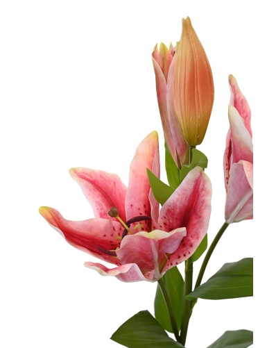 LILIE CASABLANCA 2fl