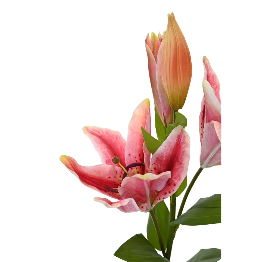 LIRIO CASABLANCA 2fl