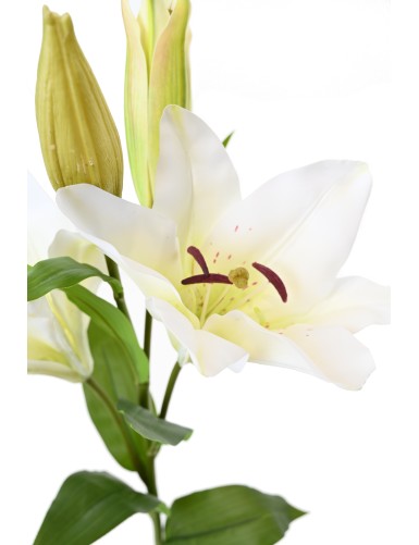 LIRIO CASABLANCA 2fl