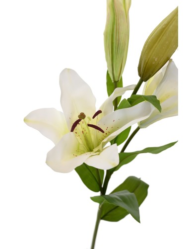 LIRIO CASABLANCA 2fl