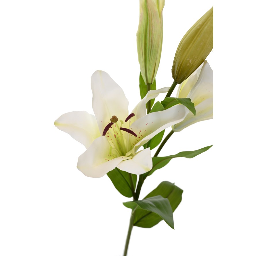 LILIE CASABLANCA 2fl