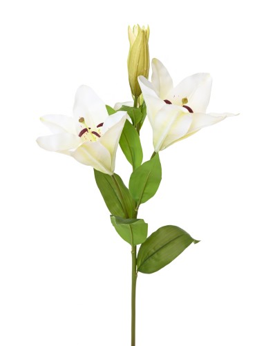 LILIE CASABLANCA 2fl