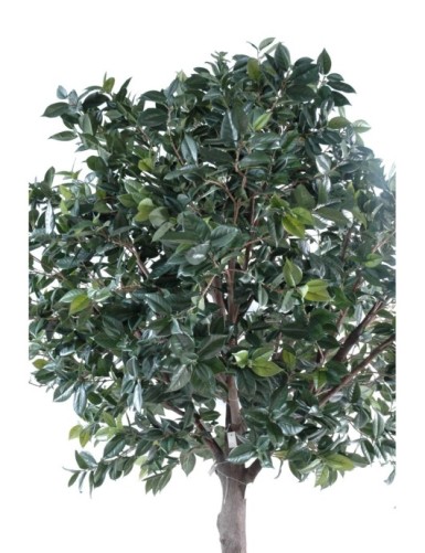ÁRBOL FRUTAL PLETINA (árbol camelia japonica)