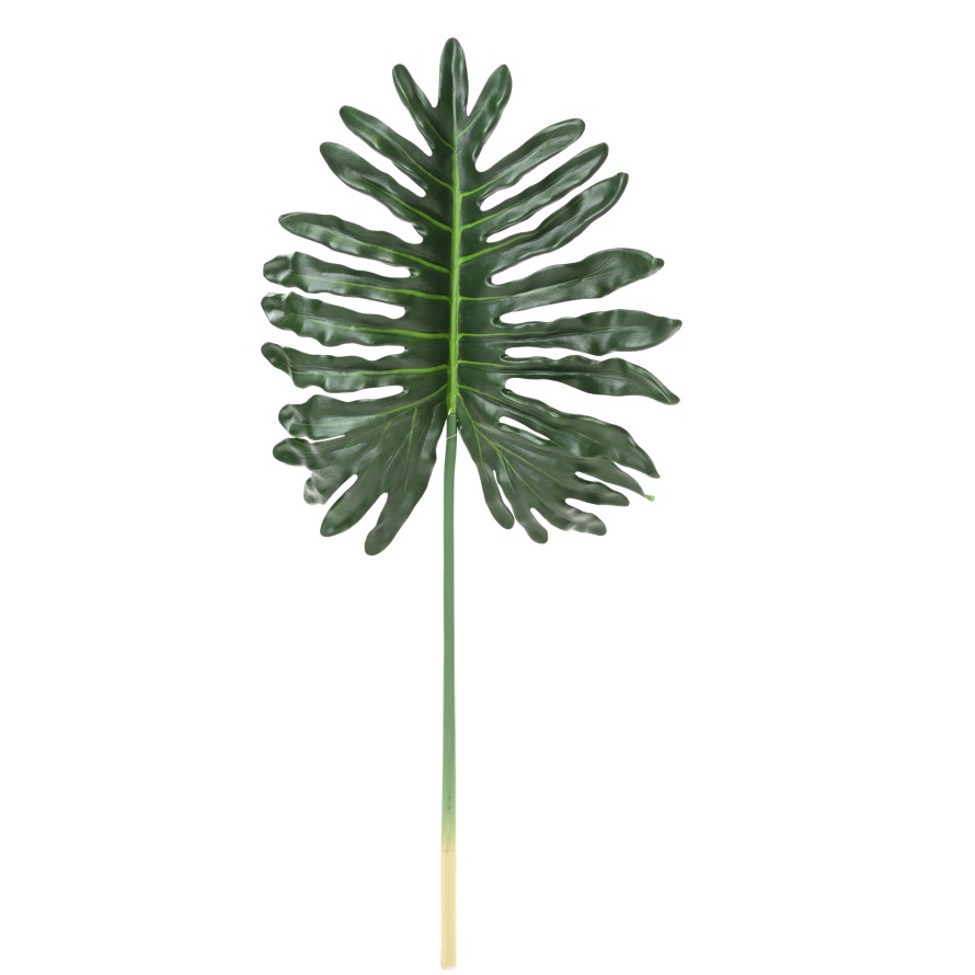 PHILODENDRON SELLOUM STAMM 105