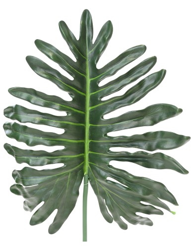 PHILODENDRON SELLOUM TALLO 105