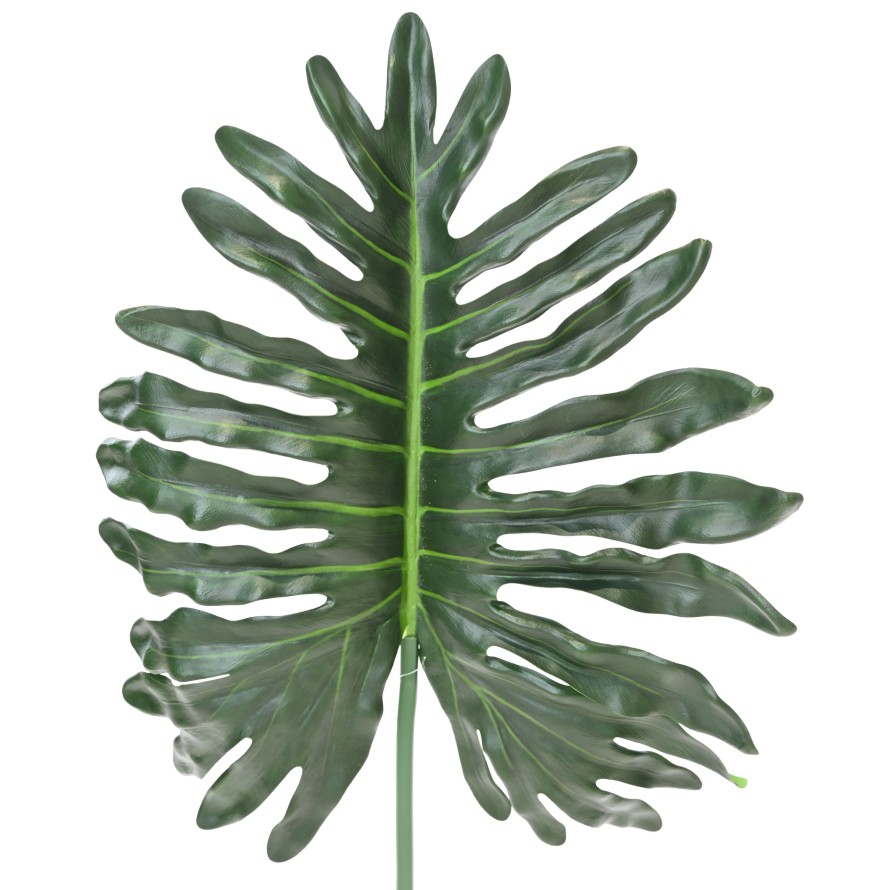 PHILODENDRON SELLOUM STAMM 105