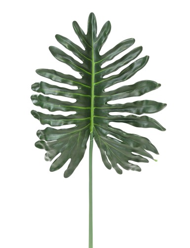 PHILODENDRON SELLOUM STAMM 105