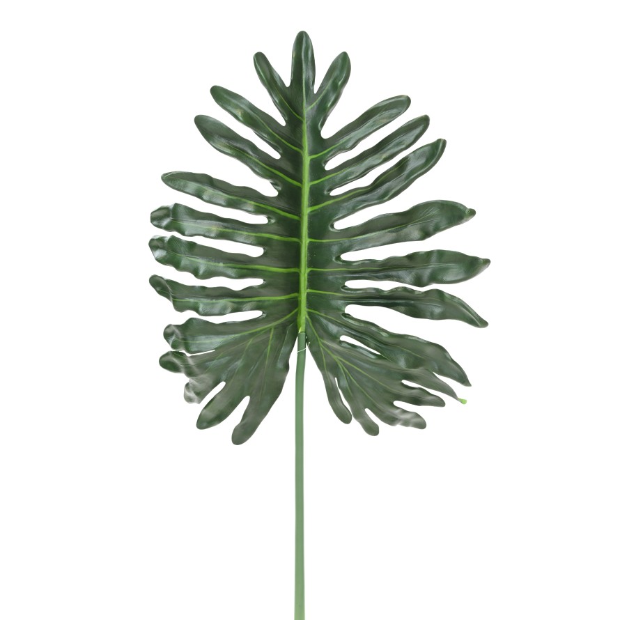 PHILODENDRON SELLOUM STAMM 105