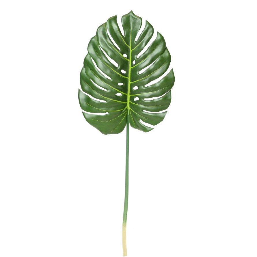PHILODENDRON MONSTERA STAMM 105