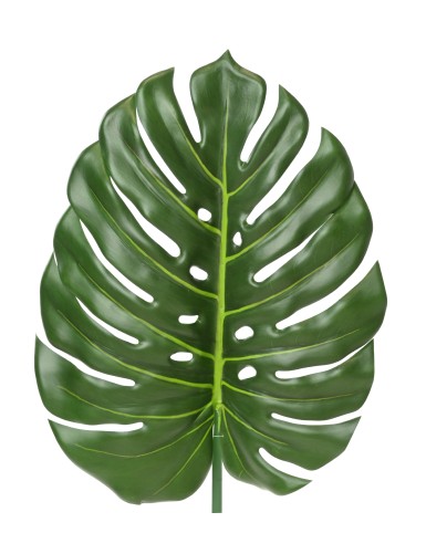 PHILODENDRON MONSTERA TALLO 105