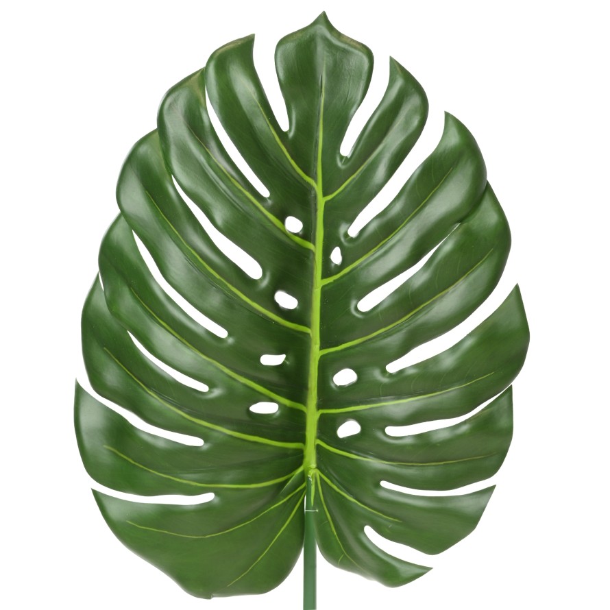 PHILODENDRON MONSTERA TALLO 105