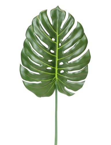 PHILODENDRON MONSTERA TALLO...