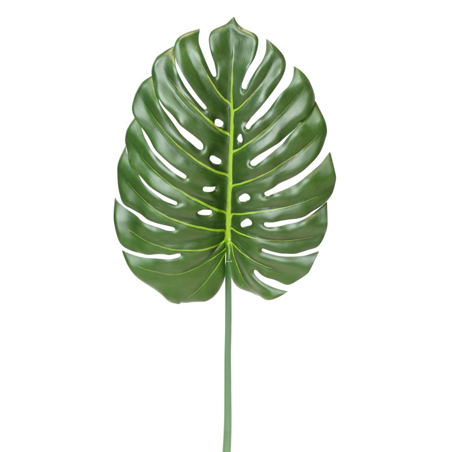 PHILODENDRON MONSTERA TALLO 105