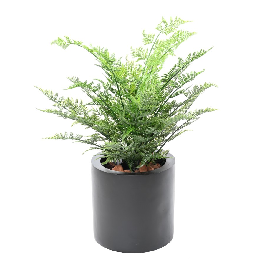 FOUGERE AUSTRALIENNE 60