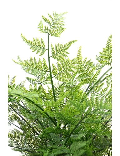 HELECHO AUSTRALIANO 60