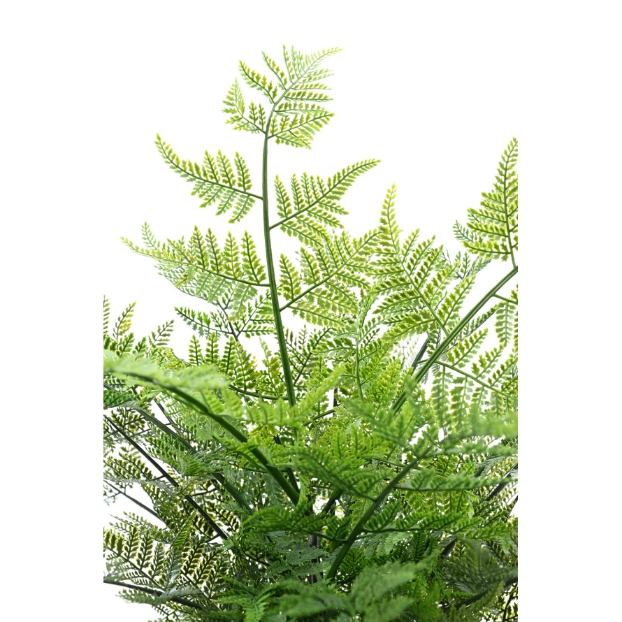 HELECHO AUSTRALIANO 60