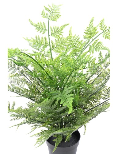 FOUGERE AUSTRALIENNE 60