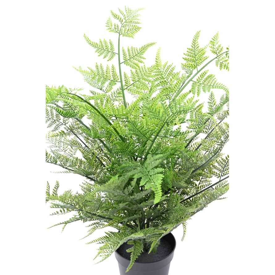 HELECHO AUSTRALIANO 60