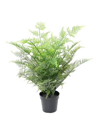 HELECHO AUSTRALIANO 60