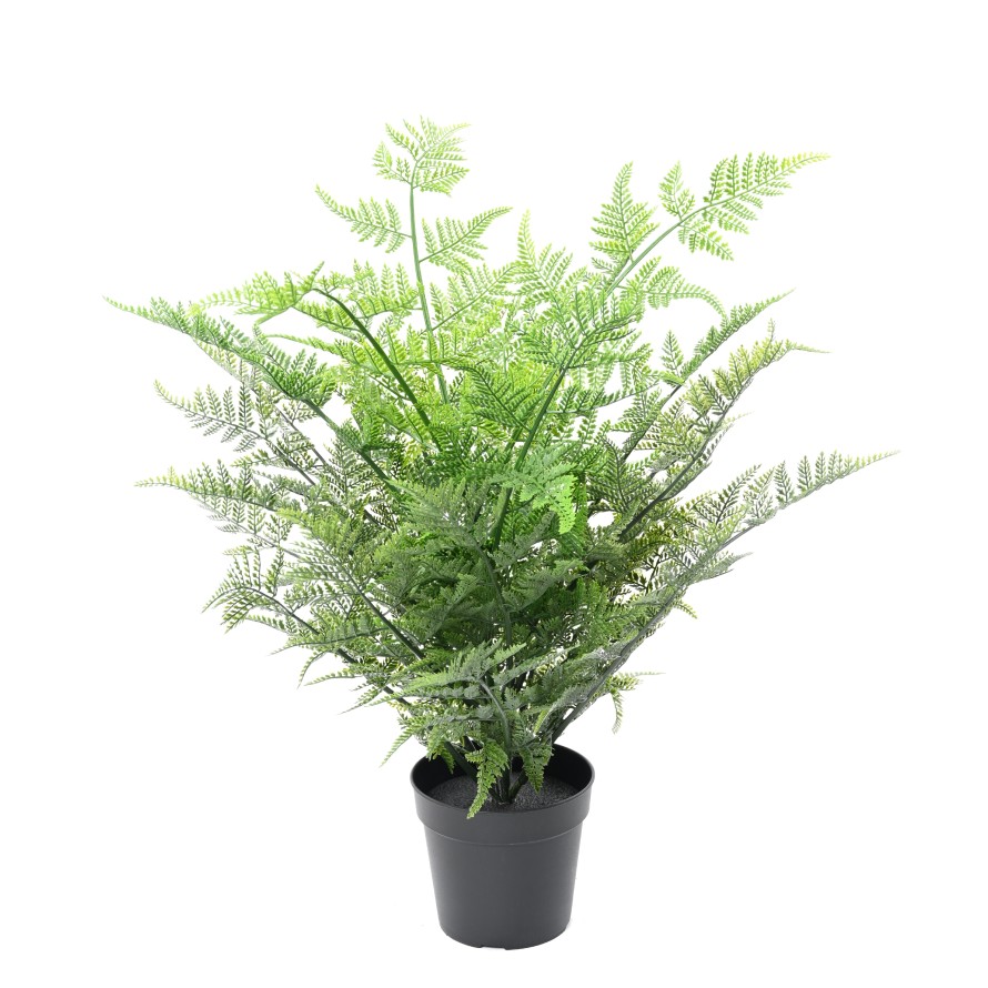 HELECHO AUSTRALIANO 60