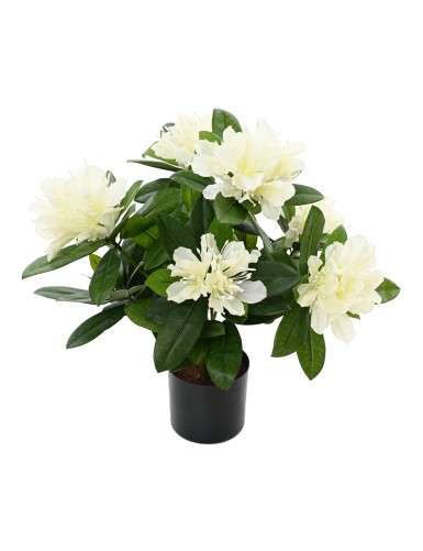 RHODODENDRON 45 TOPF